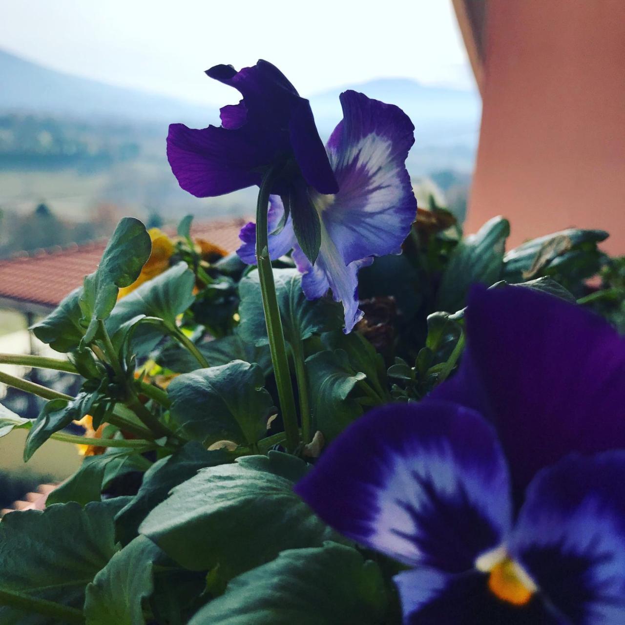 Country house Il Pozzo
